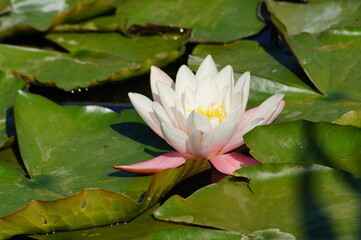 Nymphaea ( water lilies) - waterlily on the Japanese pond - Aquatic vegetation, water plants