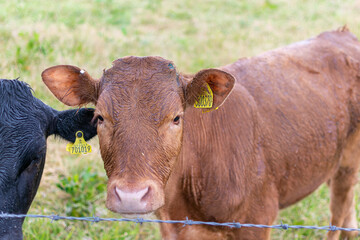 Wall Mural - cow in a field