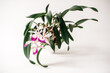 © Leslie Rodriguez - Exotic orchid white background