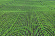 Rows of young green pea seedlings on the field near the farm. Agriculture
