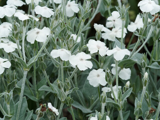 lychnis coronaria alba - coquelourdes des jardins blanches au sommet de petites tiges grisâtre, arge