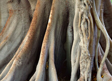 Ancient Tree Trunk Texture With Lianas And Several Wooden Interlaced And Twisted Branches