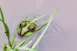 zielona żaba wodna w wodzie