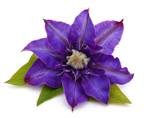 Wall Mural - Blue clematis flower.