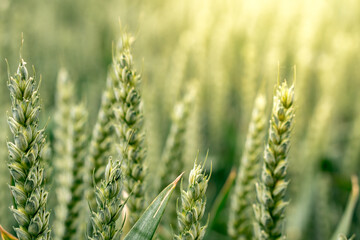 Fresh growing wheat on a farmland