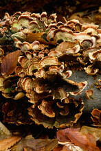 Turkey Tail Fungus On Log