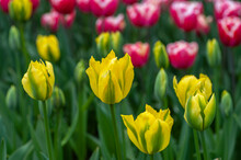 Tulipa Viridiflora 'Yellow Springgreen', Closeup, Selective Focus..April, Keukenhof, The Netherlands.