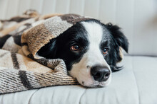 Funny Puppy Dog Border Collie Lying On Couch Under Plaid Indoors. Lovely Member Of Family Little Dog At Home Warming Under Blanket In Cold Fall Autumn Winter Weather. Pet Animal Life Concept