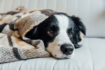 Funny puppy dog border collie lying on couch under plaid indoors. Lovely member of family little dog at home warming under blanket in cold fall autumn winter weather. Pet animal life concept