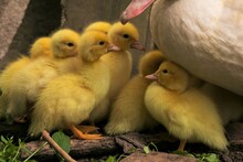 Cute Little Ducklings, Muscovy Ducks
