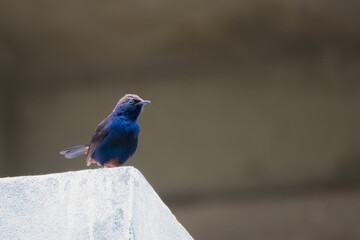 Indian Robin (Copsychus fulicatus) perching on a wall