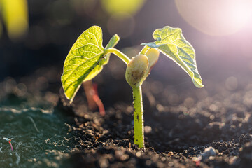 Agriculture plant seedling growing step concept in garden and sunlight