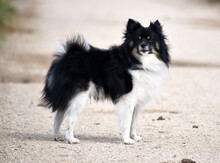 Un Pequeño Perro Pomerania Corriendo