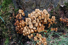 Mushrooms Or Honey Fungus Growing At The Base Of A Tree In A Damp Environment.
