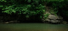 Jungle Water Swimming Background Stream