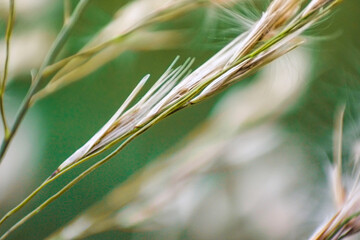 close up of wheat