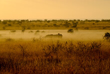 Zebras In An African Safari Dawn