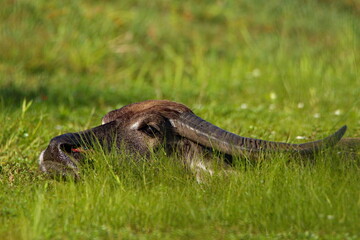 Buffalo in the swamp