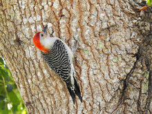 A Red-bellied Woodpecker In A Florida Backyard