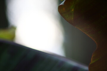 Wall Mural - Abstract leaves