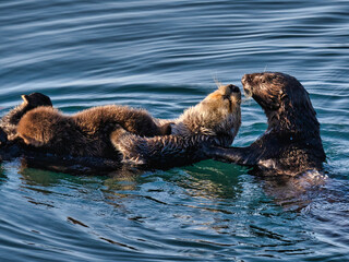 The Sea Otter Family