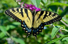 An Eastern Tiger Swallowtail Butterfly (Papilio Glaucus) Sipping Nectar From The Flowers Of A Purple Butterfly Bush (Buddleia Davidii).  Closeup.