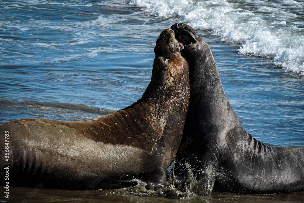 Elephant Seals