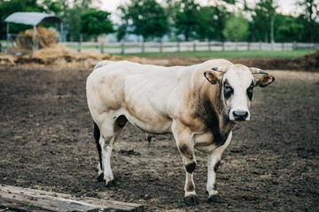 breed of Argentine bull reared for meat