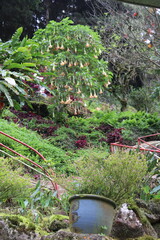 Poster - Jardin botanique à Cameron Highlands, Malaisie	