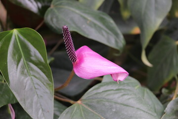 Sticker - Fleurs mauve, jardin botanique à Cameron Highlands, Malaisie