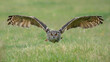 A beautiful, huge European Eagle Owl (Bubo bubo) flying low over fields
 in the Netherlands. Flying straight to the camera.