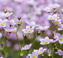 Delicate white pink flowers of Saxifrage moss in spring garden