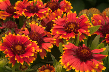 Sydney Australia, close-up of a bunch of orange and yellow Gaillardia flowers