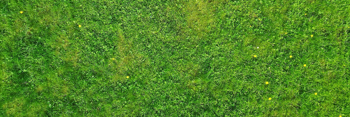 Wall Mural - green grass top view, abstract nature field background