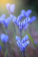 Wall Mural - Blooming Burmannia disticha flowers at sunrise.
