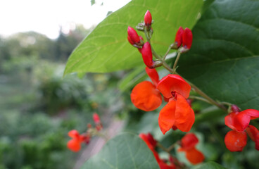  red flower of bean (phaseolus coccineus) on unfocused green background