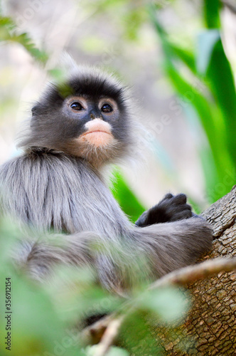 Photo Phayre's langur (Trachypithecus phayrei) at Wat Tham Pha Poo, Chiang Khan, loei,