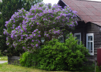 Wall Mural - A purple lilac Bush grows near an old wooden house. Green garden near the house.