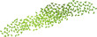 Green duckweed isolated on white background