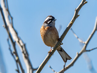 Wall Mural - Meadow Bunting perched in a tree and blue skies 10