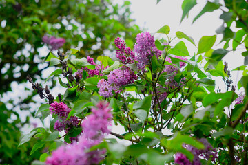 purple lilac flowers