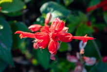 Chinese Hibiscus Flowers Under The Morning Sun 2