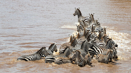 Wall Mural - Zebra herd crossing the Mara River, Kenya, during the annual Great Migration