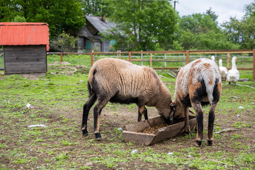 Sheep graze in barnyard, eating food. Rural organic nature animals farm.