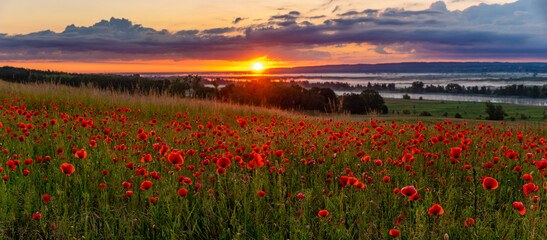 Wall Mural - sunset over a meadow of blooming red poppies-panorama