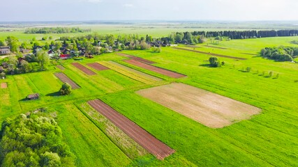 Wall Mural - Bird's-eye view of a summer rural village landscape country with blooming fields of flowers and crops