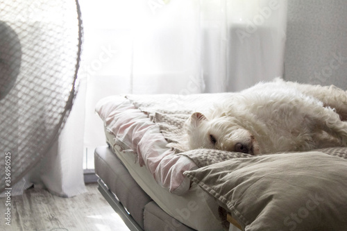 Fotomural The big white dog is fast asleep under the cool air from the fan.