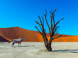 Fototapeta  -  Antelope Oryx