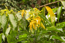Beautiful Single Yellow Tropical Flower Ylang Ylang (Cananga Odorata)