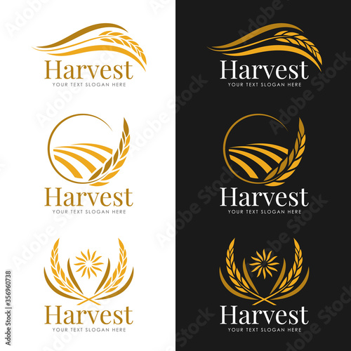 Fotomural Yellow gold Harvest paddy rice logo vector collection design